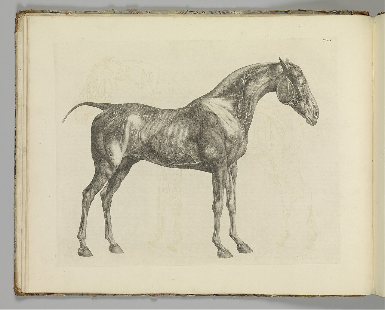 The Anatomy of the Horse, including a particular description of the bones, cartilages, muscles, fascias, ligaments, nerves, arteries, veins, and glands MET DP353984 — George Stubbs