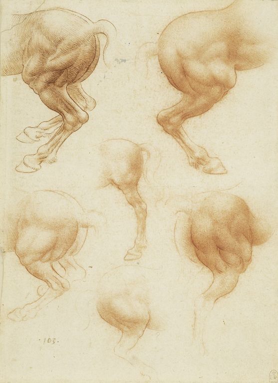 Attributed to Francesco Melzi - RCIN 912333, Studies of the hind-quarters of horses c.1517-18 — Leonardo da Vinci