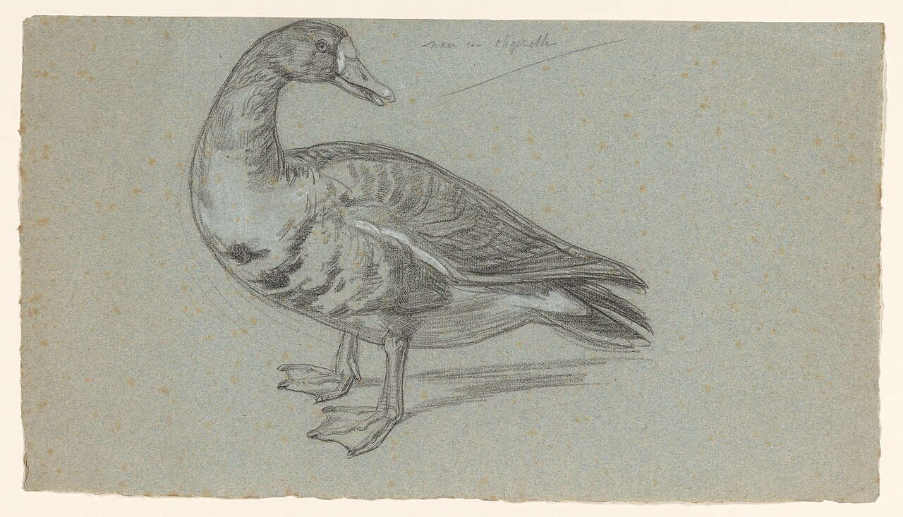 Schets van een opgezette eend, RP-T-1950-212 — Artista ignoto