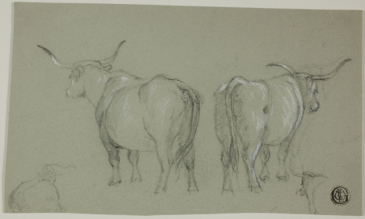 Sketches of White Cattle from the Maremma — Artiste inconnu