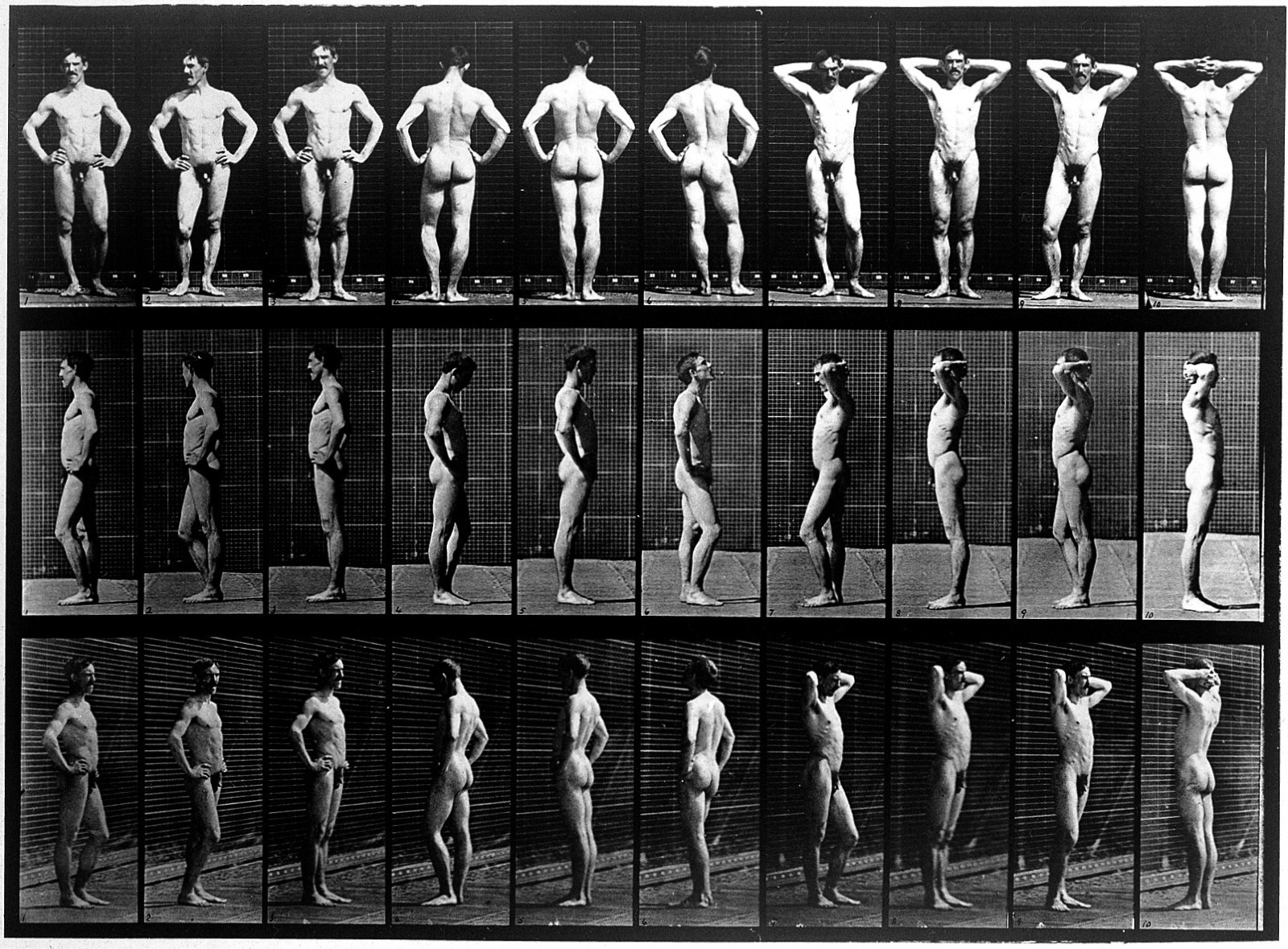 E. Muybridge "Animal locomotion", plate Wellcome L0018599 — Unknown artist