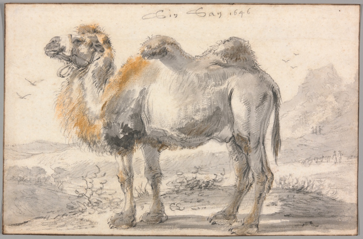 A Camel — Cornelis Saftleven