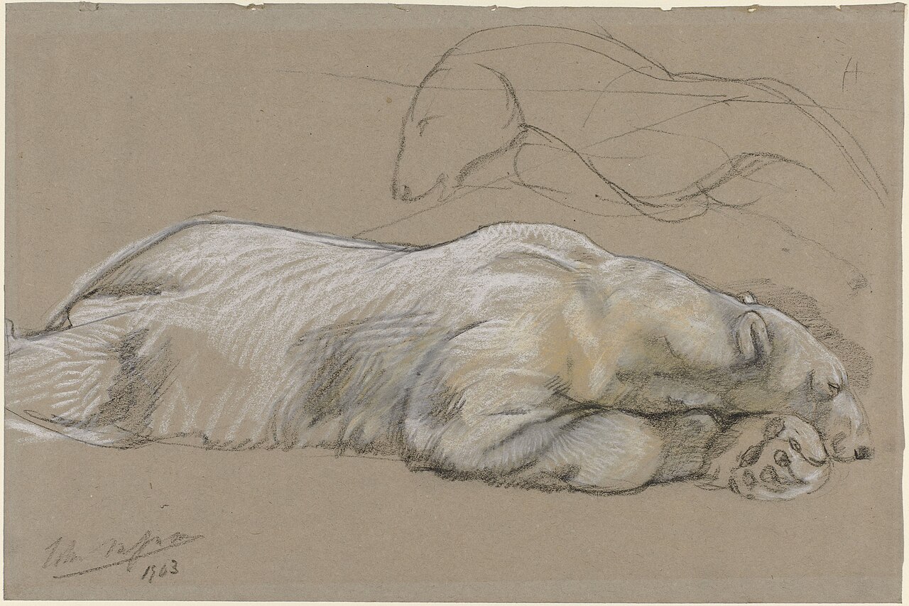 Studies van een liggende ijsbeer Rijksmuseum SK-A-3713 — John Macallan Swan