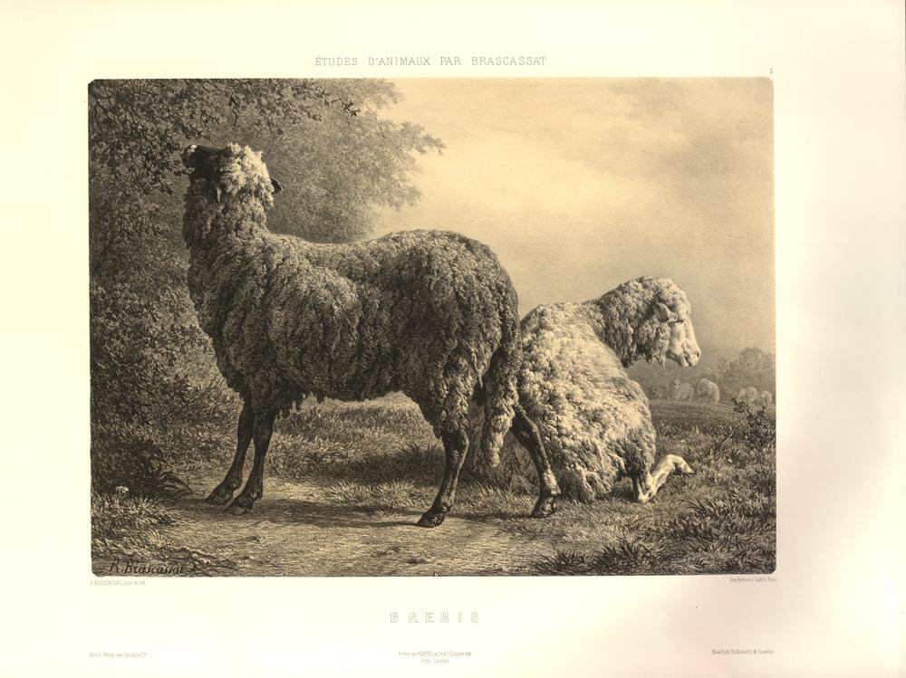 Brebis (Ewe) (BM 1860,1208.374) — Print made by: Jacques Raymond Brascassat Published by: Goupil Publish