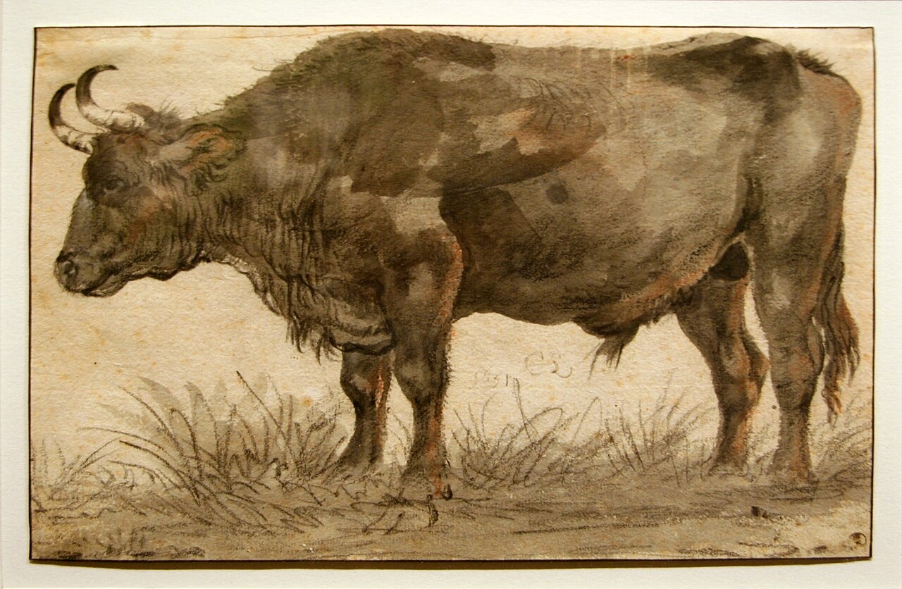 Cornelis Saftleven - Staande stier — Cornelis Saftleven