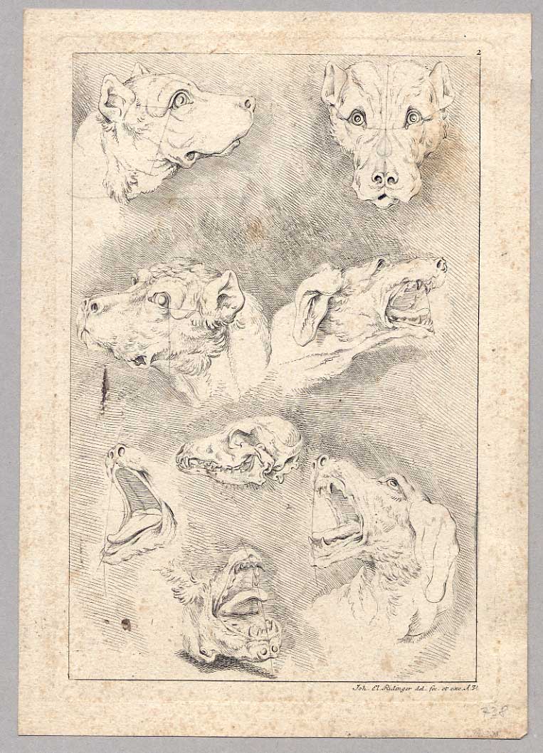 Anatomie Studie Köpfe Hund Ridinger — Johann Elias Ridinger
