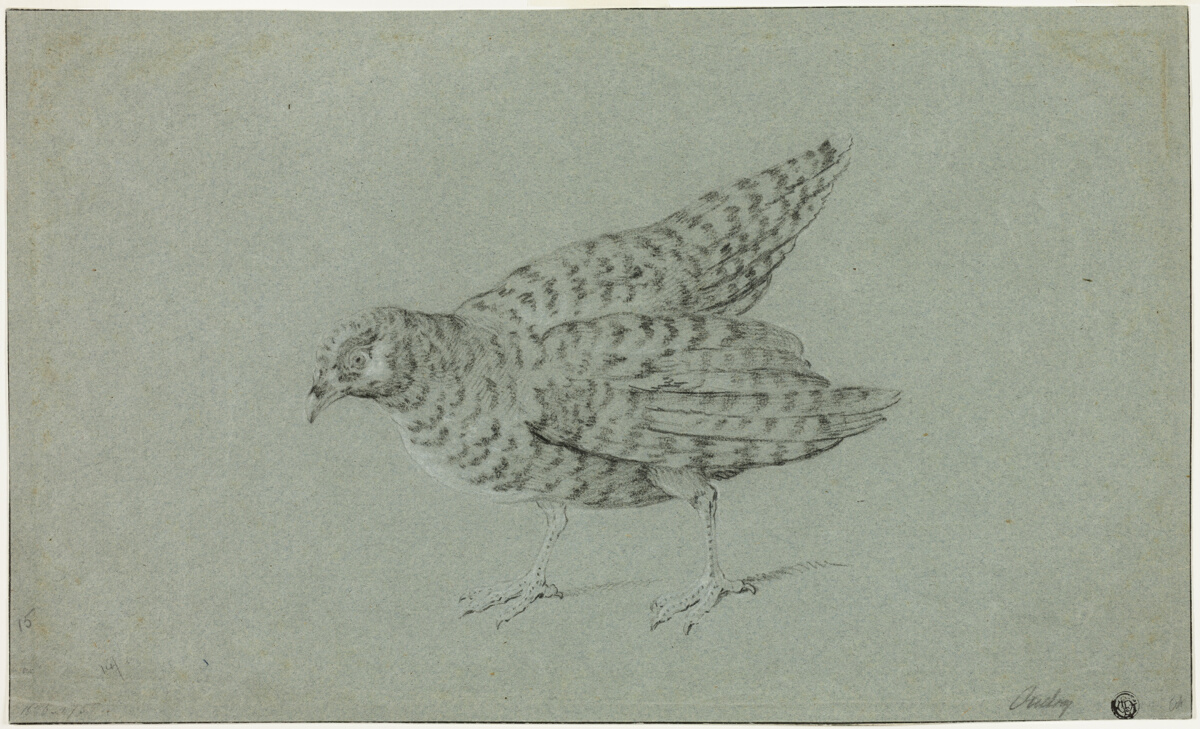 Partridge — Jean-Baptiste Oudry