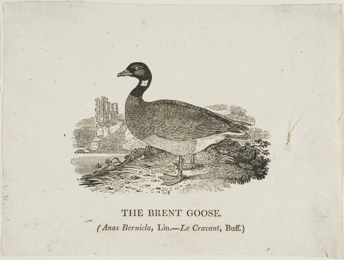 Brent Goose — Thomas Bewick
