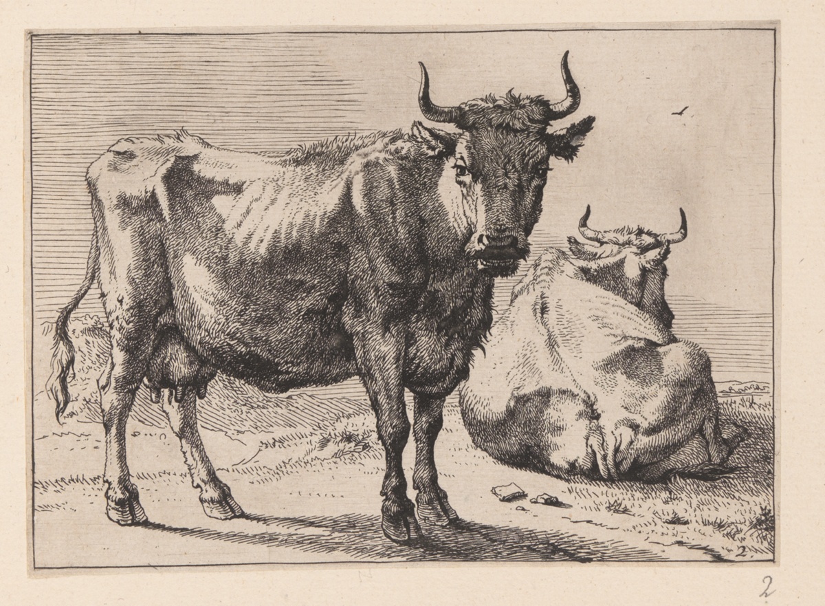 A Cow Standing and Another Lying Down, from Various Oxen and Cows — Paulus Potter