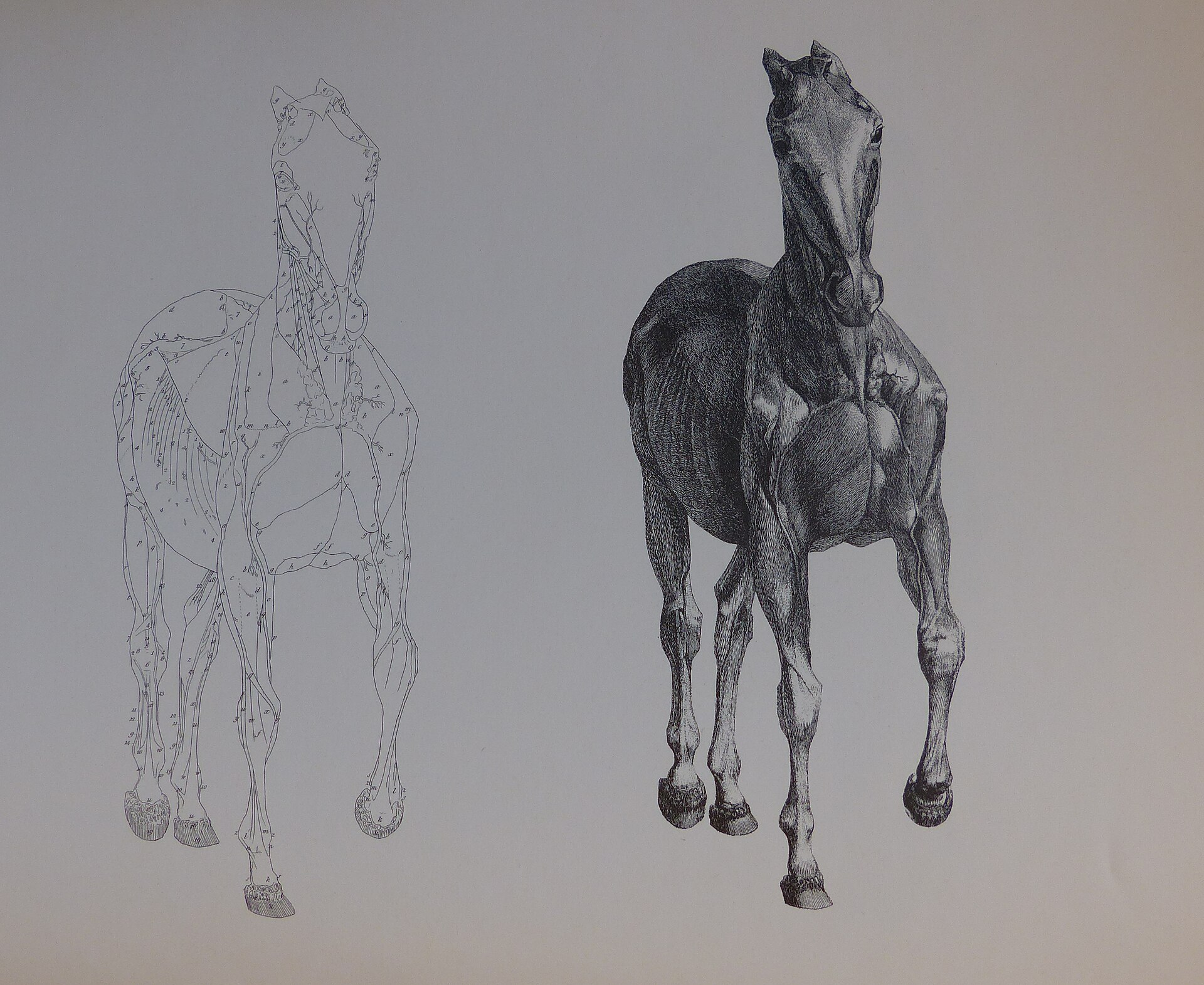 Stubbs Anatomy of the Horse 2 — Warburg1866