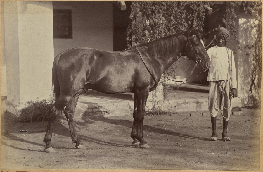 Captain Bailward's horses (recto, bottom) — Raja Deen Dayal