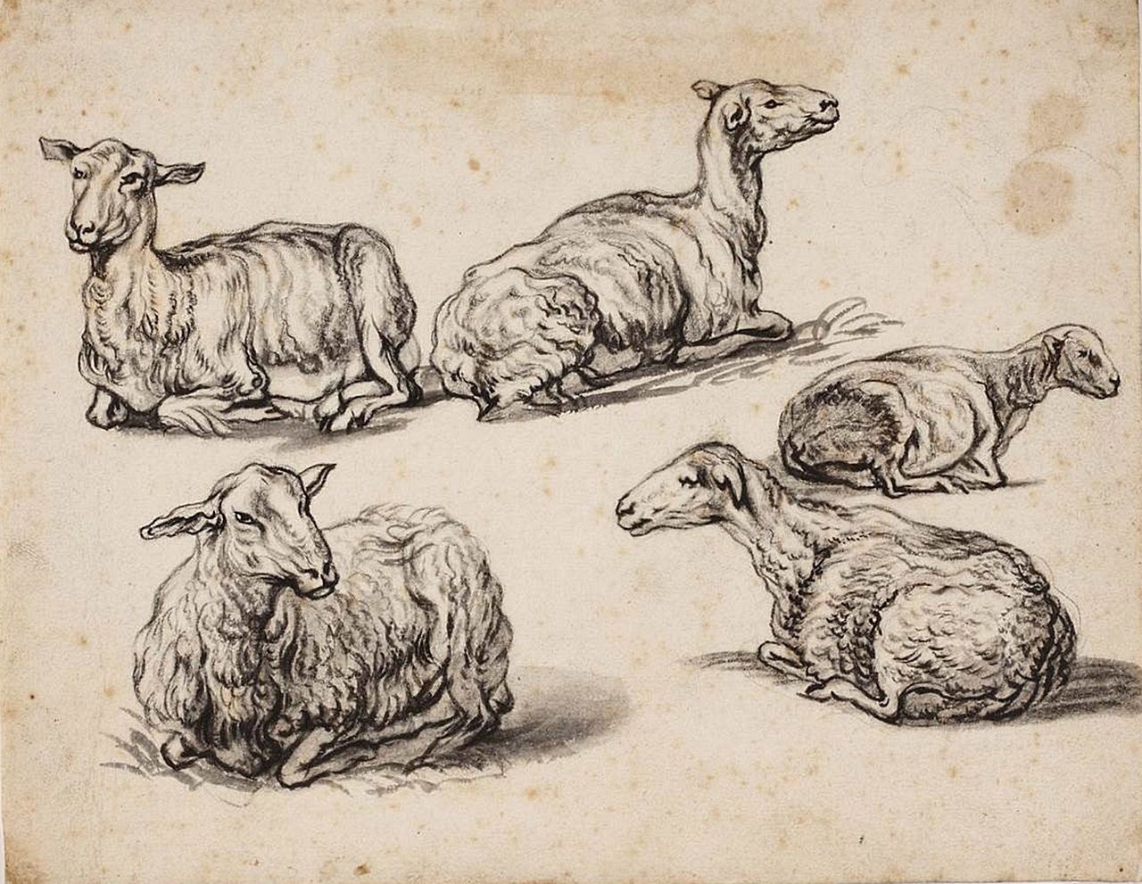 Five Studies of Recumbent Sheep by Aelbert Jacobsz. Cuyp — Aelbert Jacobsz. Cuyp