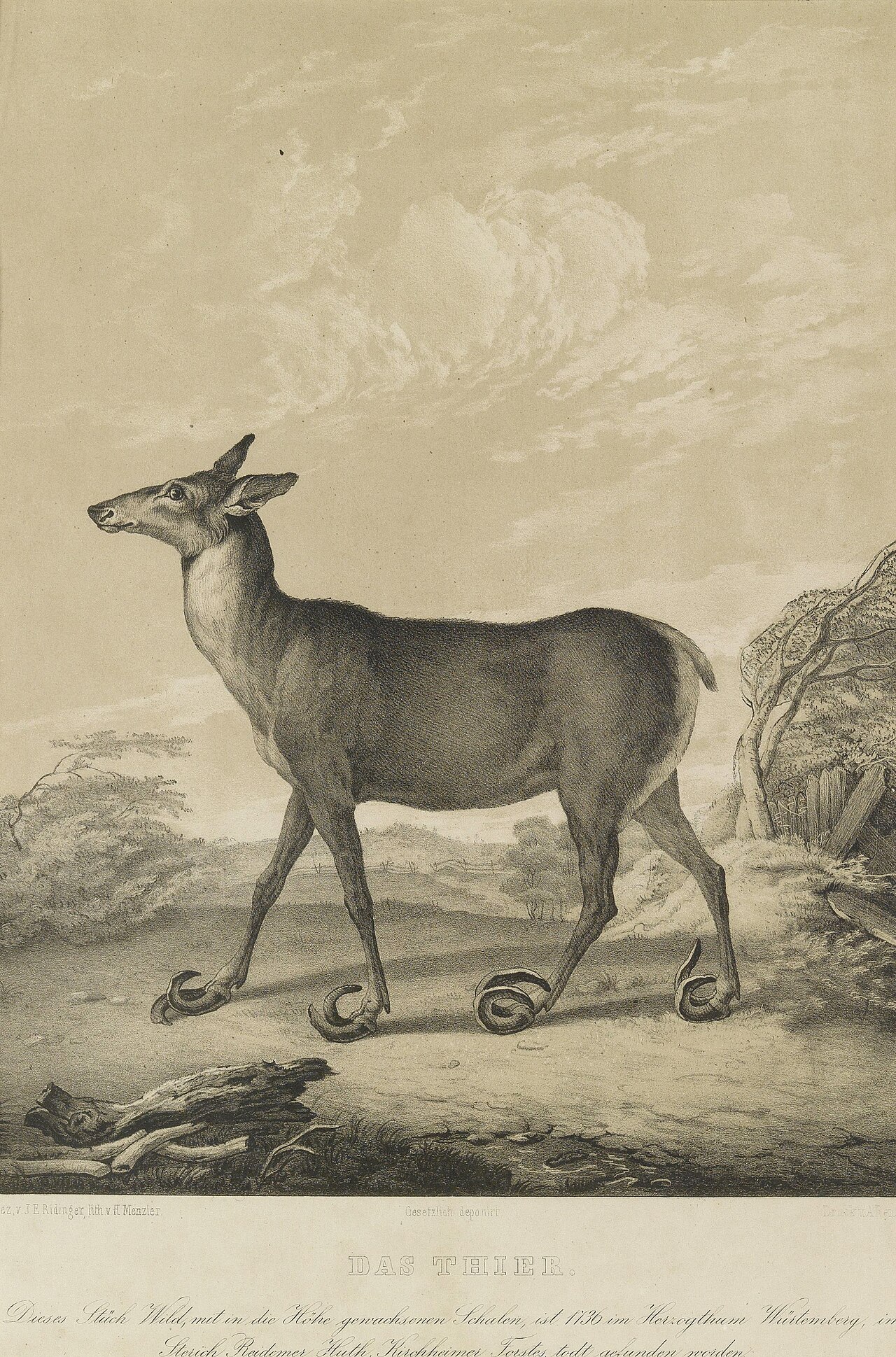 Jagd-Album nach Ridinger 09 — After Johann Elias Ridinger