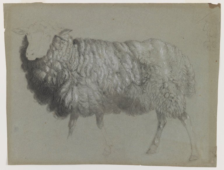 Brooklyn Museum - Study of a Ewe - Albert Bierstadt — Albert Bierstadt