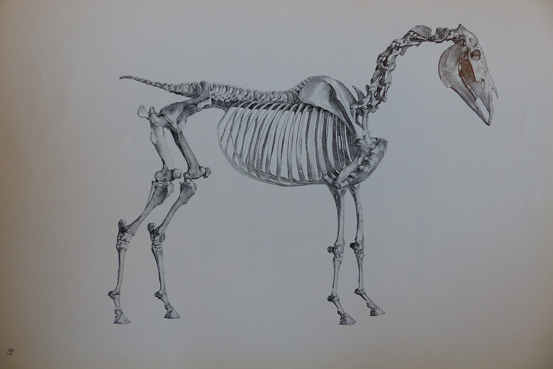 Stubbs Anatomy of the Horse (14) — Warburg1866