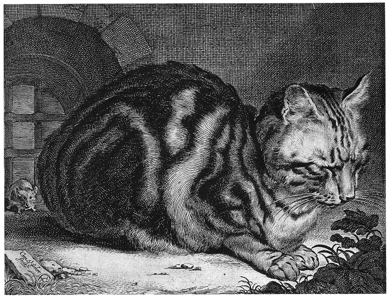Cat Sleeping — Cornelis Visscher