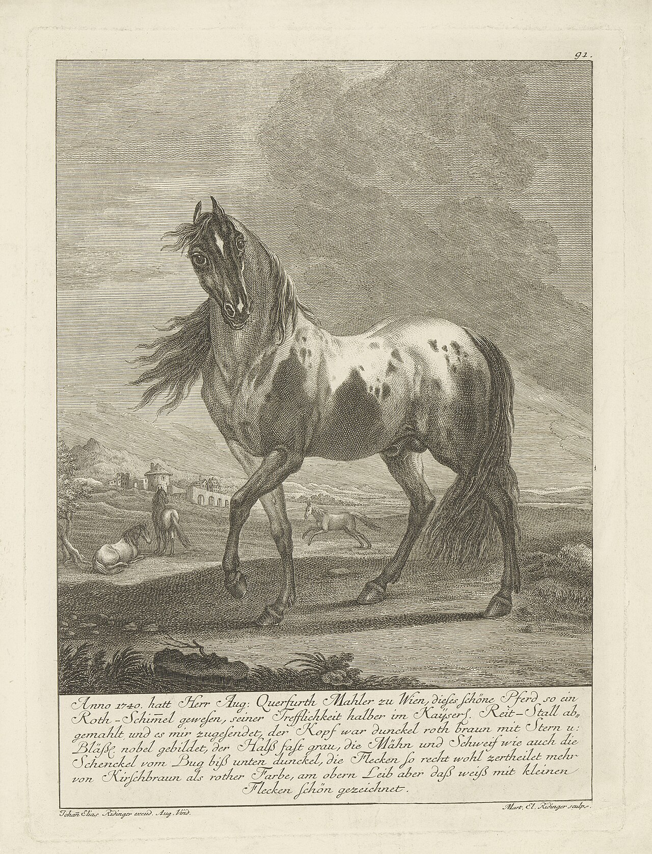 Bijzonder paard De 100 meest wonderlijke herten en andere dieren (serietitel), RP-P-1908-5672 — Martin Elias Ridinger / After August Querfurt