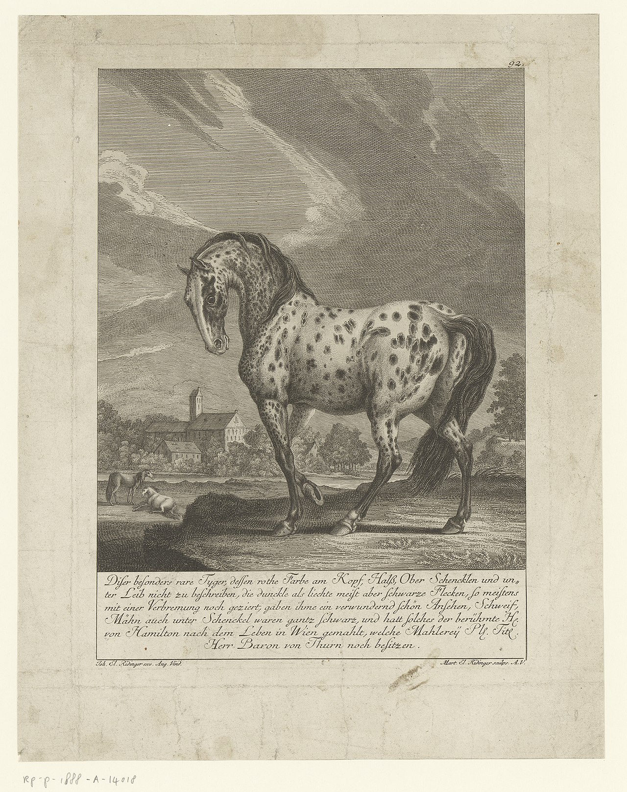 Bijzondere tijgerschimmel De 100 meest wonderlijke herten en andere dieren (serietitel), RP-P-1888-A-14018 — Martin Elias Ridinger / After Hugh Douglas Hamilton