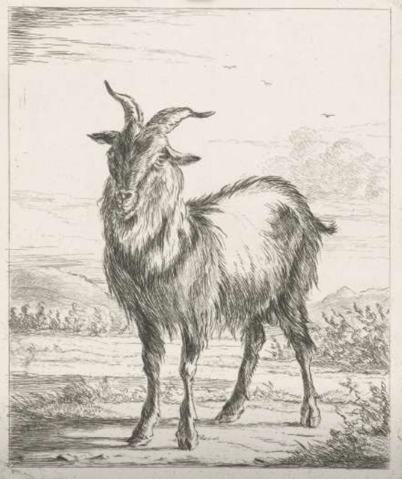 Gaal Staande Geit — Jacobus Cornelis Gaal