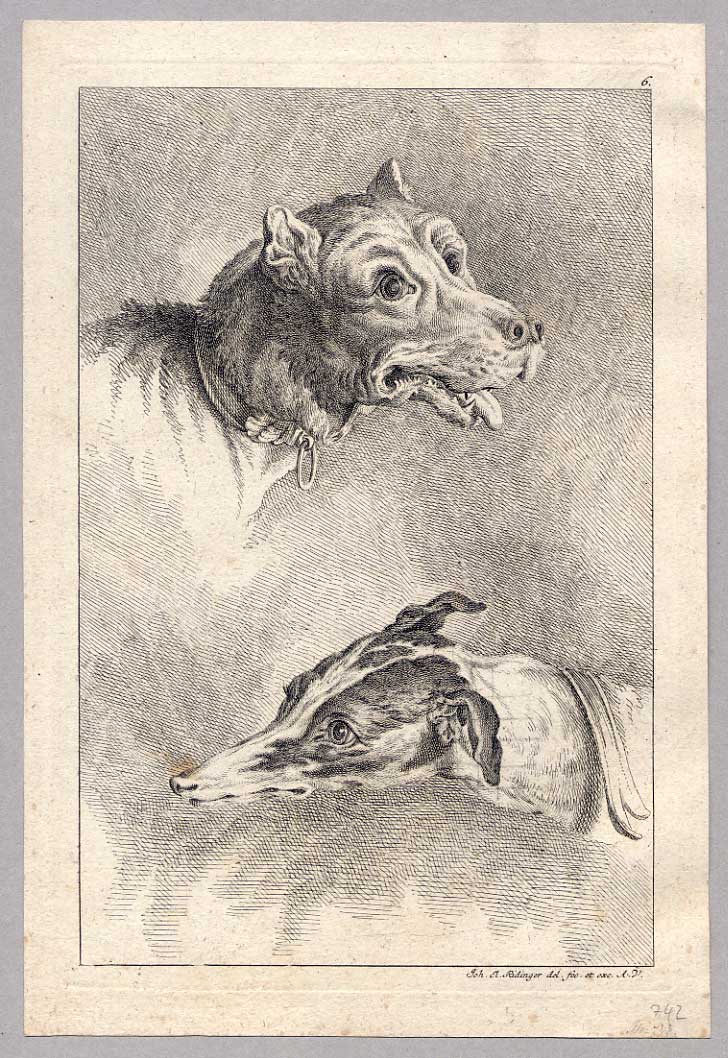 Anatomie Studie Köpfe Hund 2 Ridinger — Johann Elias Ridinger