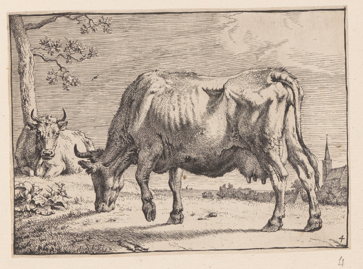 The Grazing Cow, from Various Oxen and Cows — Paulus Potter