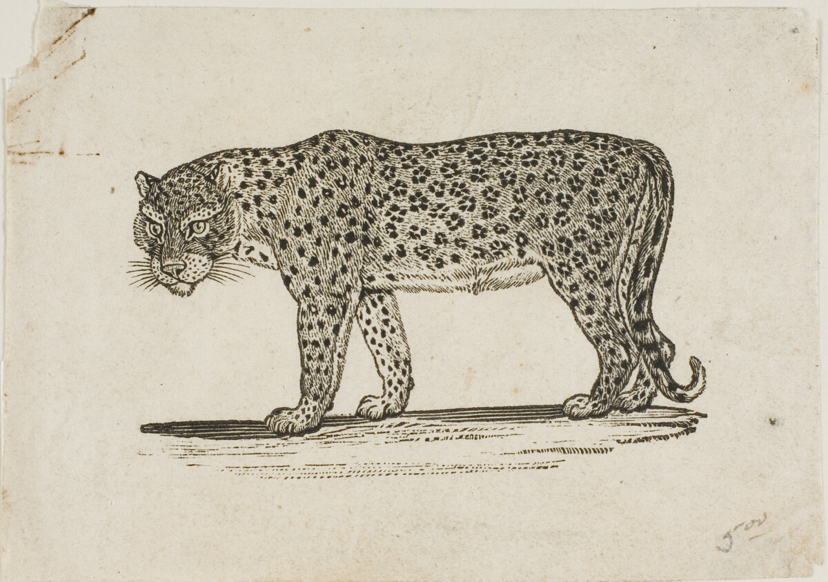 Leopard — Thomas Bewick