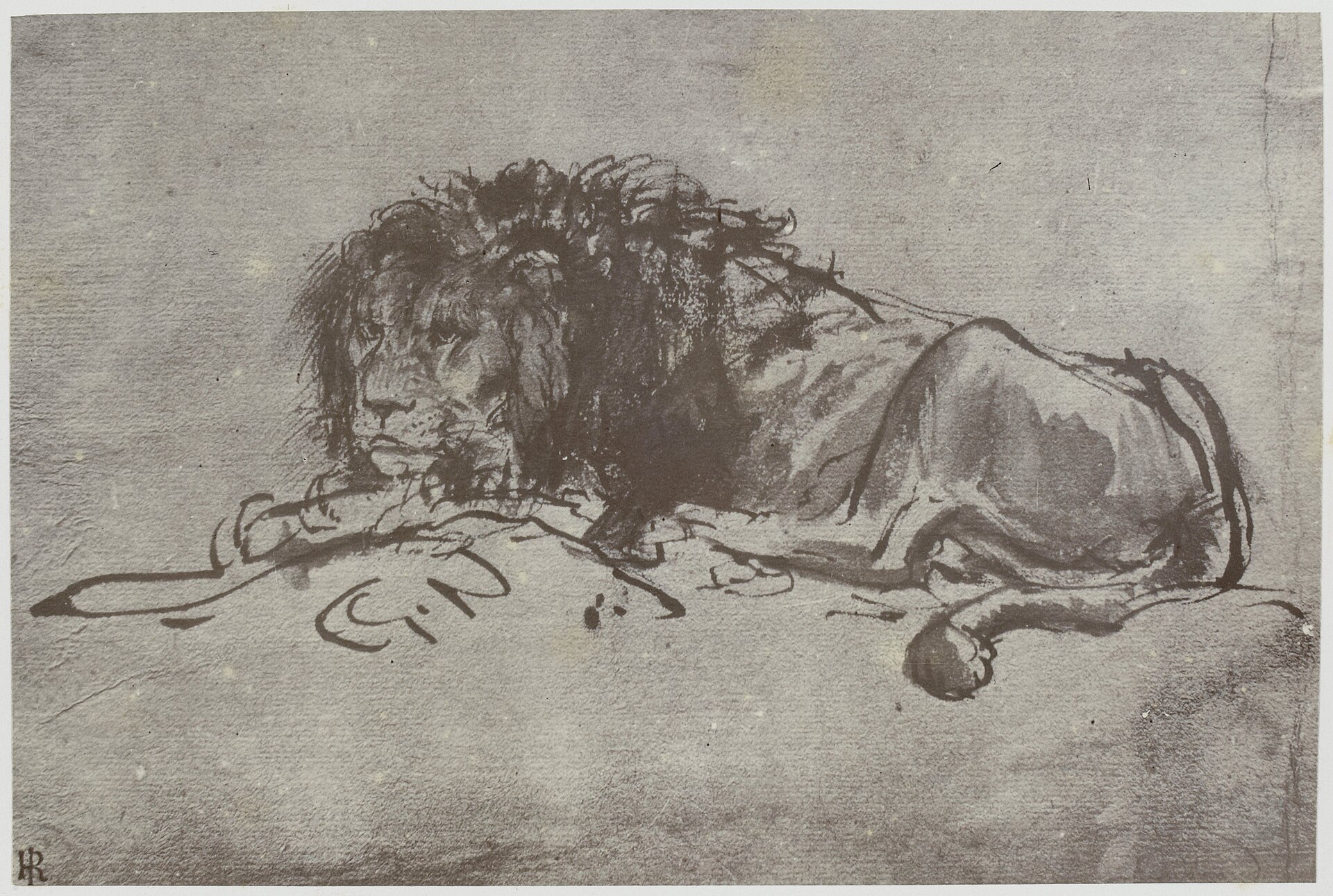 Rembrandt, A Lion, BI-F-1921-317-42 — Unknown artist