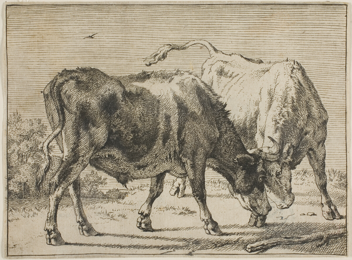 Two Bulls Fighting — Paulus Potter