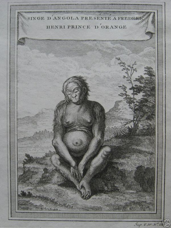 Drawing of a primate from Angola - 1740s — Jacques-Nicolas Bellin