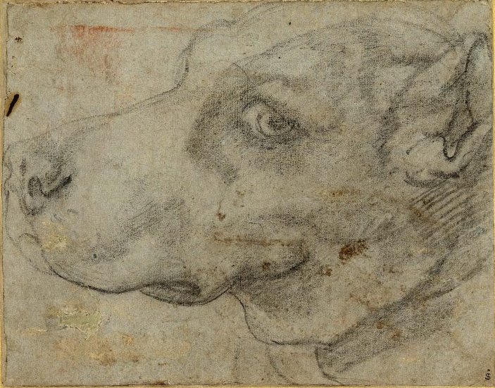 Annibale Carracci - Head of a dog in profile — Annibale Carracci