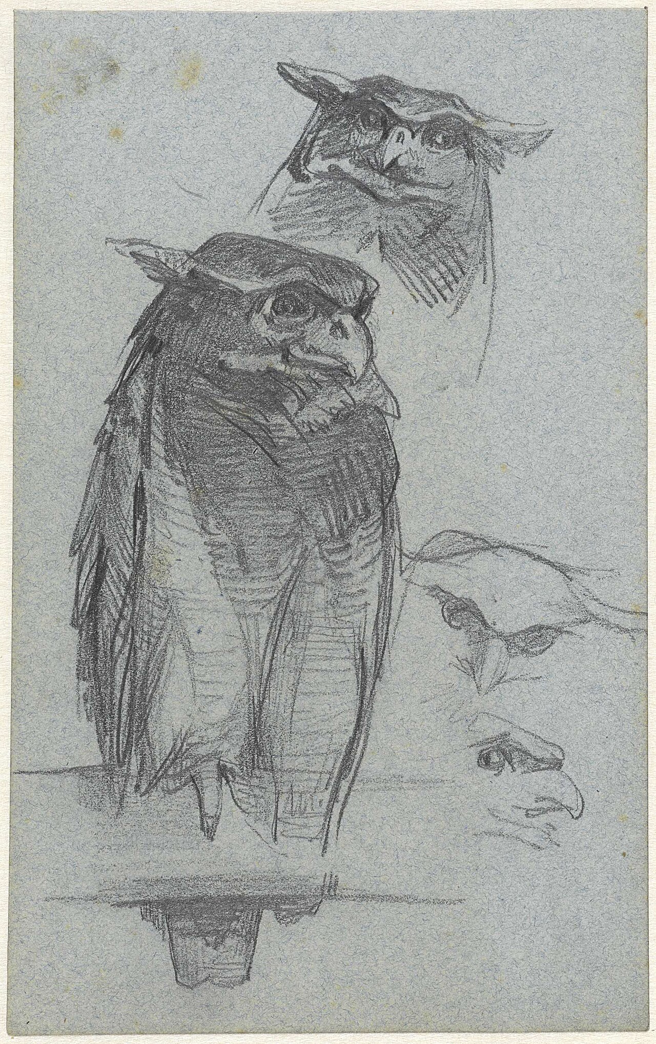 Studies van een uil — Jac van Looij