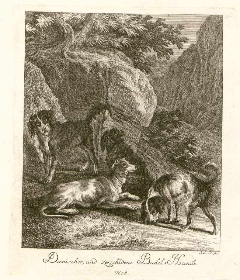 Dänischer Hund und verschiedene Pudelhunde — Johann Elias Ridinger
