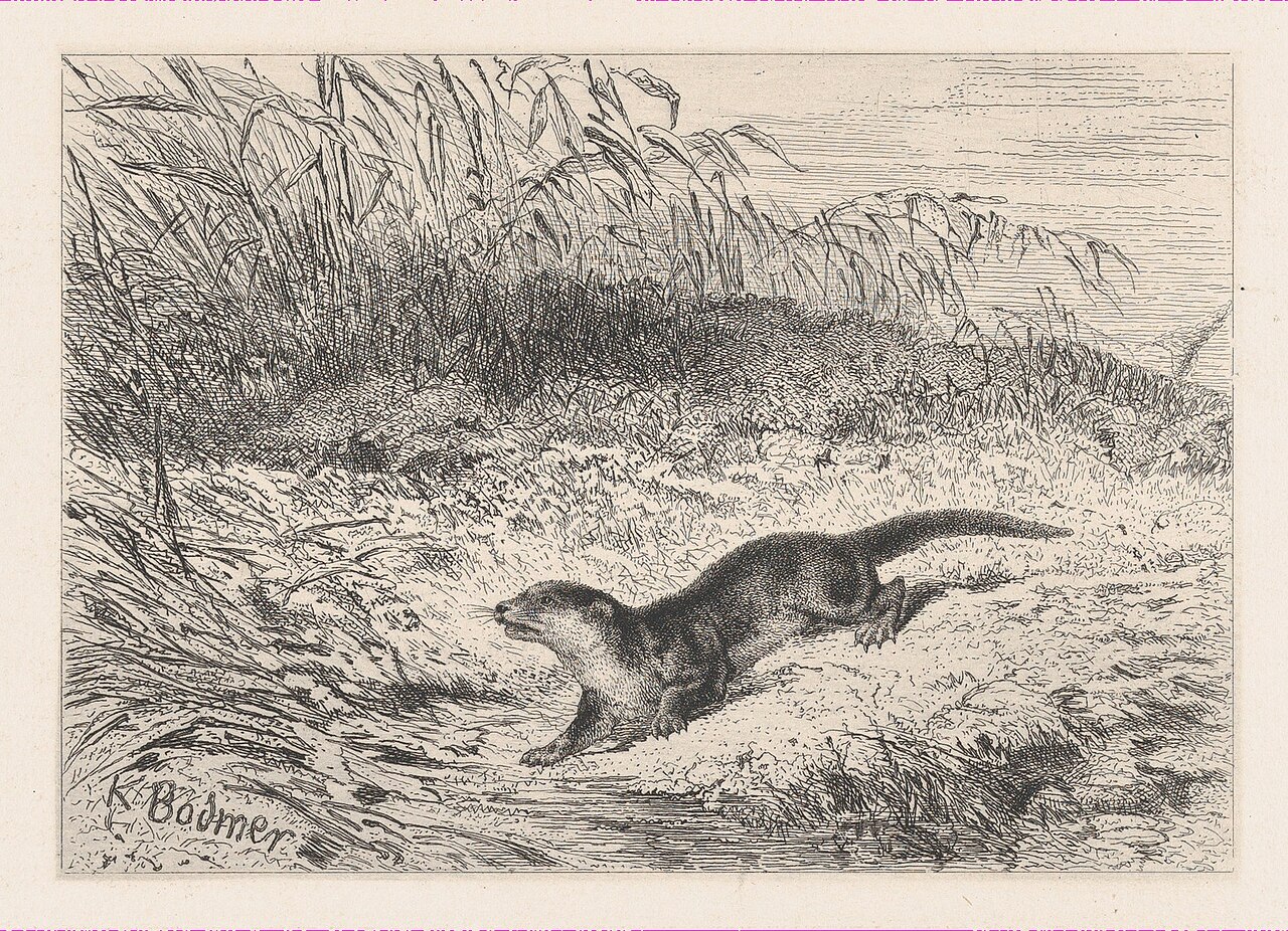 An Otter MET DP874280 — Karl Bodmer / Géruzet Frères / Victor Jacques Bertauts