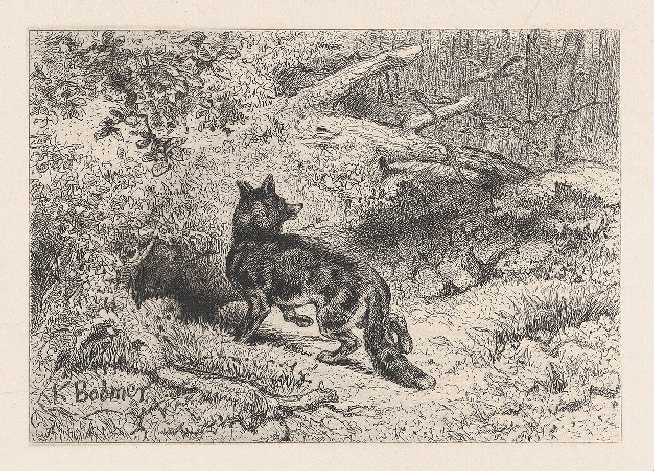 A Fox MET DP874278 — Karl Bodmer / Victor Jacques Bertauts / Géruzet Frères
