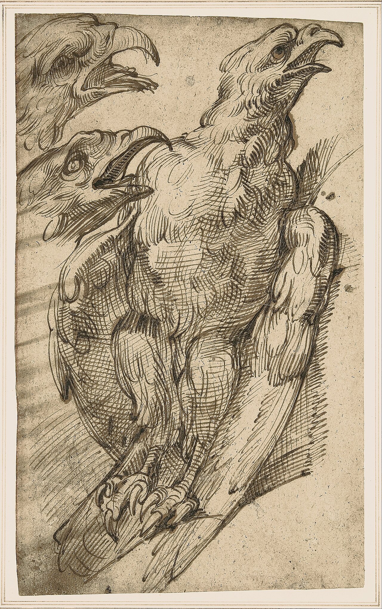 Bartolomeo Passerotti - Study of an eagle - Google Art Project — Bartolomeo Passarotti