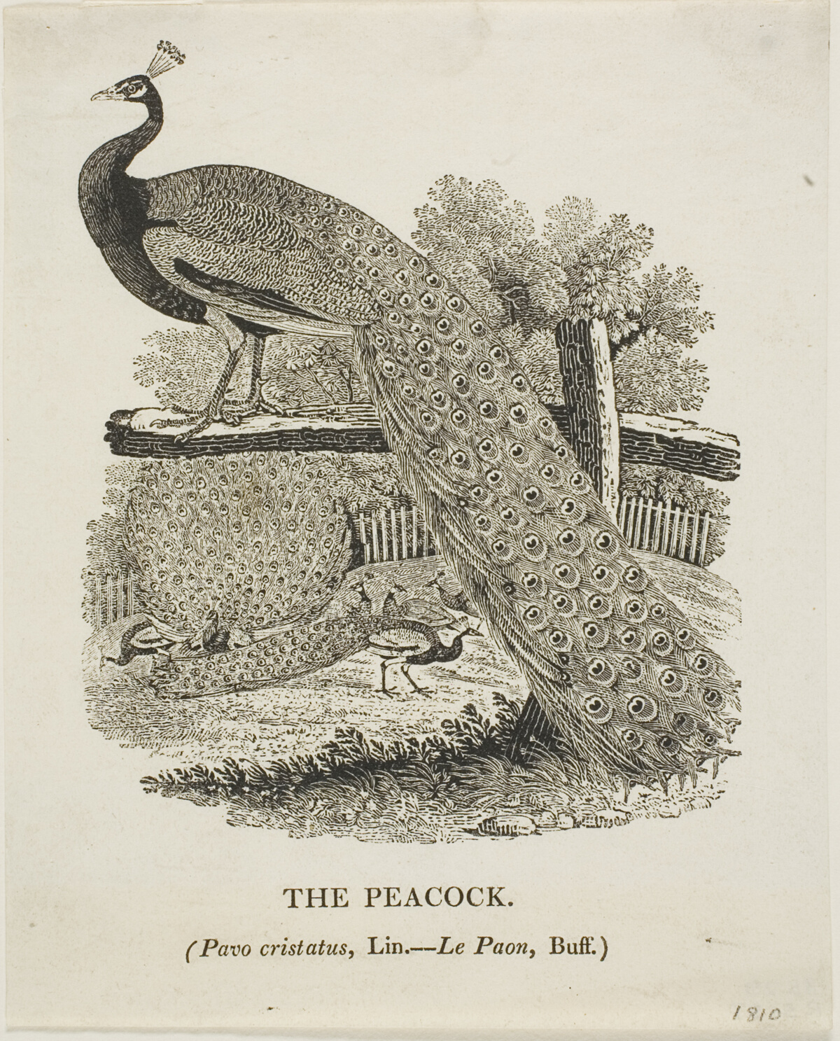 Peacock — Thomas Bewick