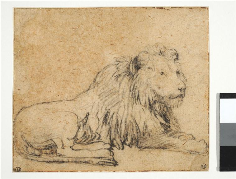 Rembrandt - Lion couché, 13-611257 — Rembrandt