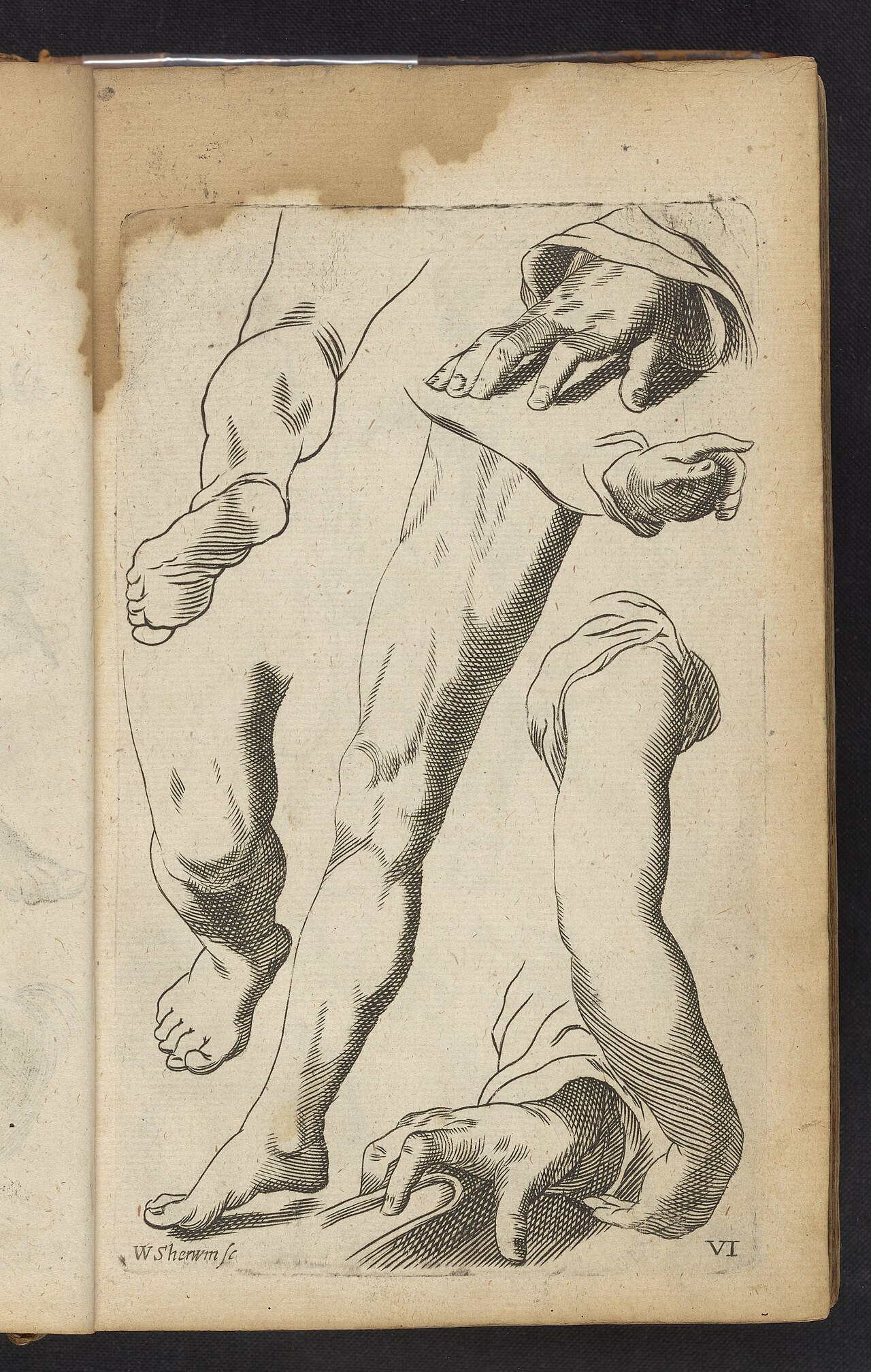 Plate VI- Artist study of legs, arms, hands and feet - DPLA - 7d0c9fd5c7377869920ec691c4a82d7d — Salmon, William, 1644-1713; Sherwin, William