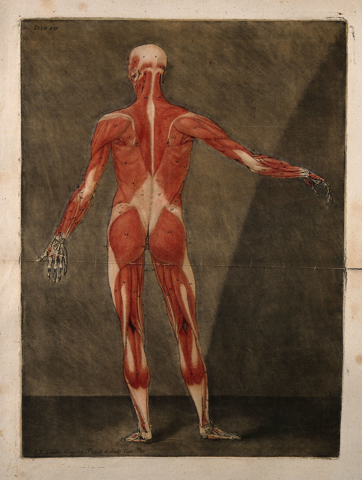 A standing écorché figure, seen from behind, showing the first layer of the muscles. Colour mezzotint by A. E. Gautier d'Agoty after himself, 1773. — A. E. Gautier d'Agoty