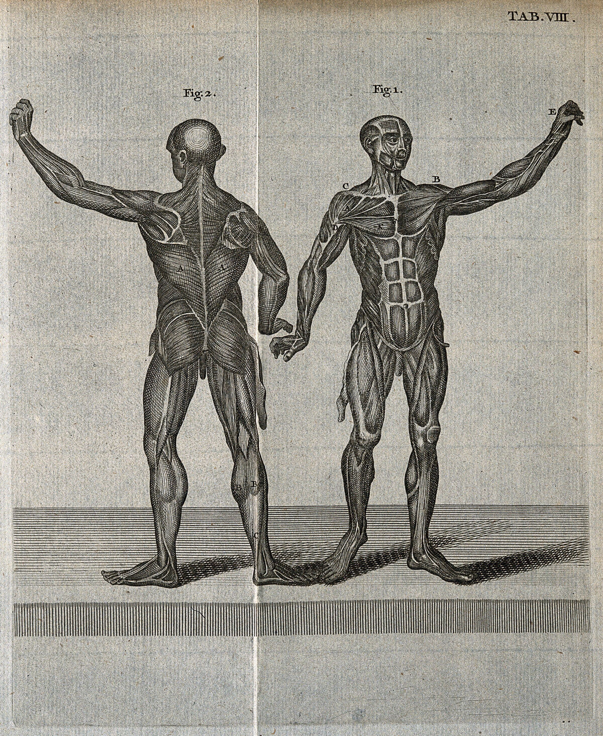 Two musclemen, viewed from the front and from the back. Engraving, 18th century. — Artiste inconnu