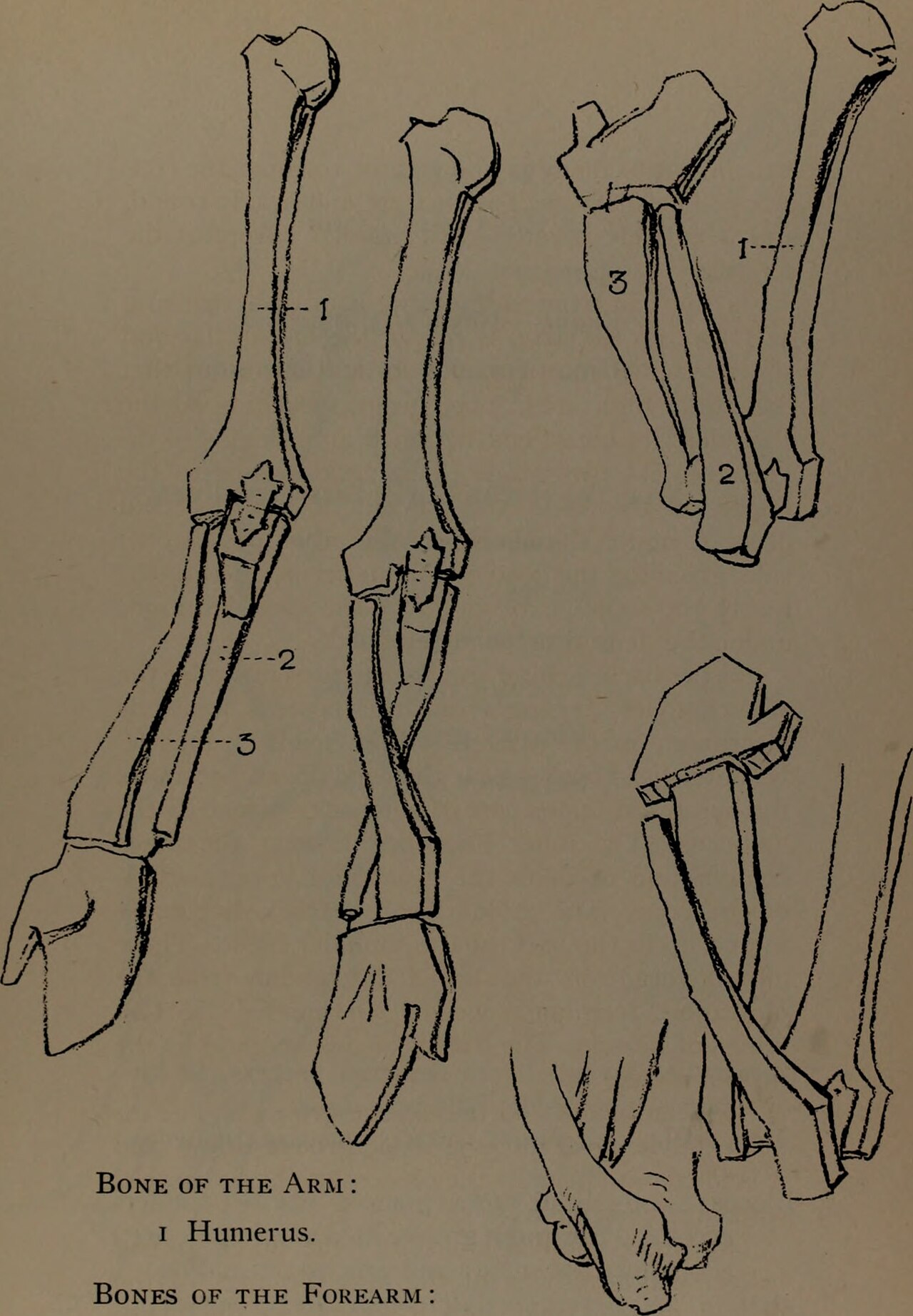 Constructive anatomy (1920) (20495784648) — Bridgman, George Brant, 1864-1943; Rogers, Bruce, 1870-1957, former owner DLC; W