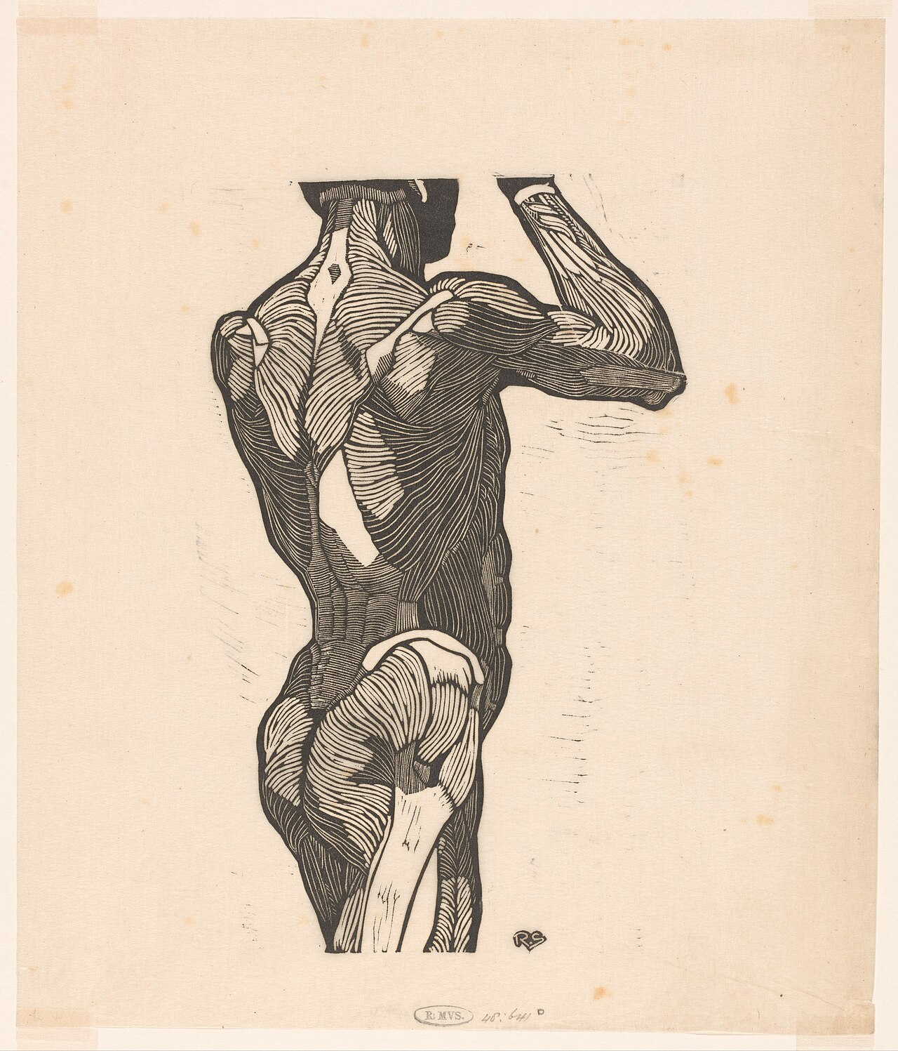 Anatomische studie van de rug- en bilspieren van een man, RP-P-1948-641D — Unbekannter Künstler