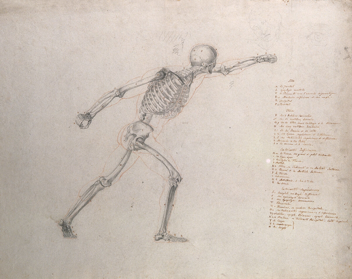 Skeletal structure of the 'Borghese Gladiator' statue. Pencil and chalk drawing by J.C. Zeller after J.G. Salvage, ca. 1833. — Salvage, Jean Galbert