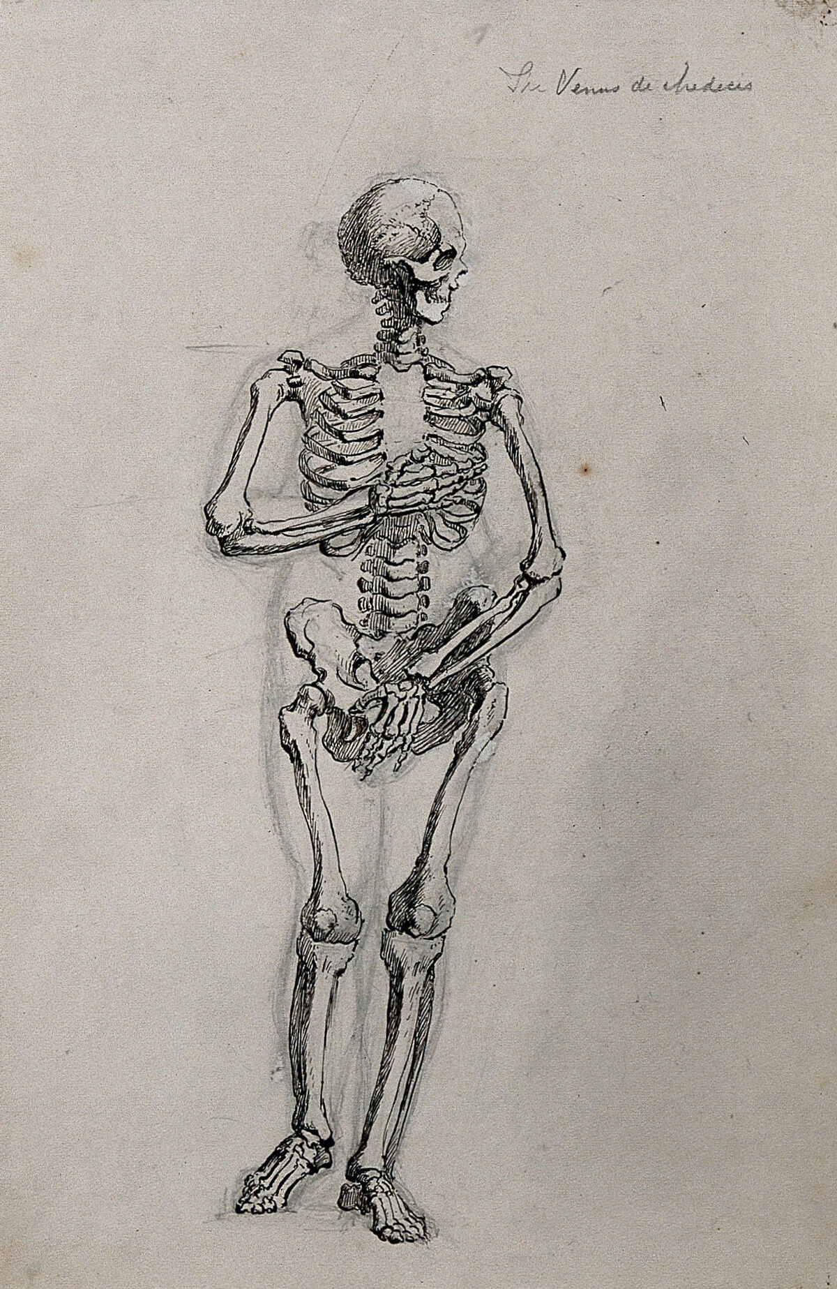 A skeleton in the pose of the Venus de' Medici. Pen and ink drawing. — Unbekannter Künstler
