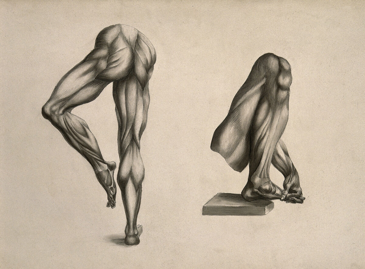 Écorché legs: two figures. Pencil and ink wash drawing, after an unidentified work on anatomy, ca. 1830(?). — Artiste inconnu
