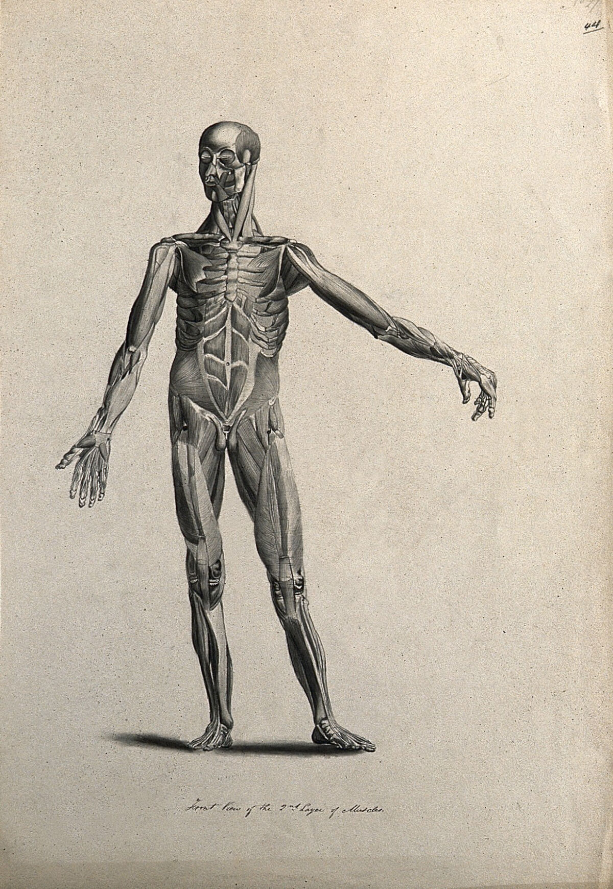 An écorché figure with left arm extended, seen from the front, showing the second layer of muscles. Pen and ink drawing, 1830/1835?, after line engraving by A. Bell, 1777/1778, after B.S. Albinus, ca. — Bernhard Siegfried Albinus