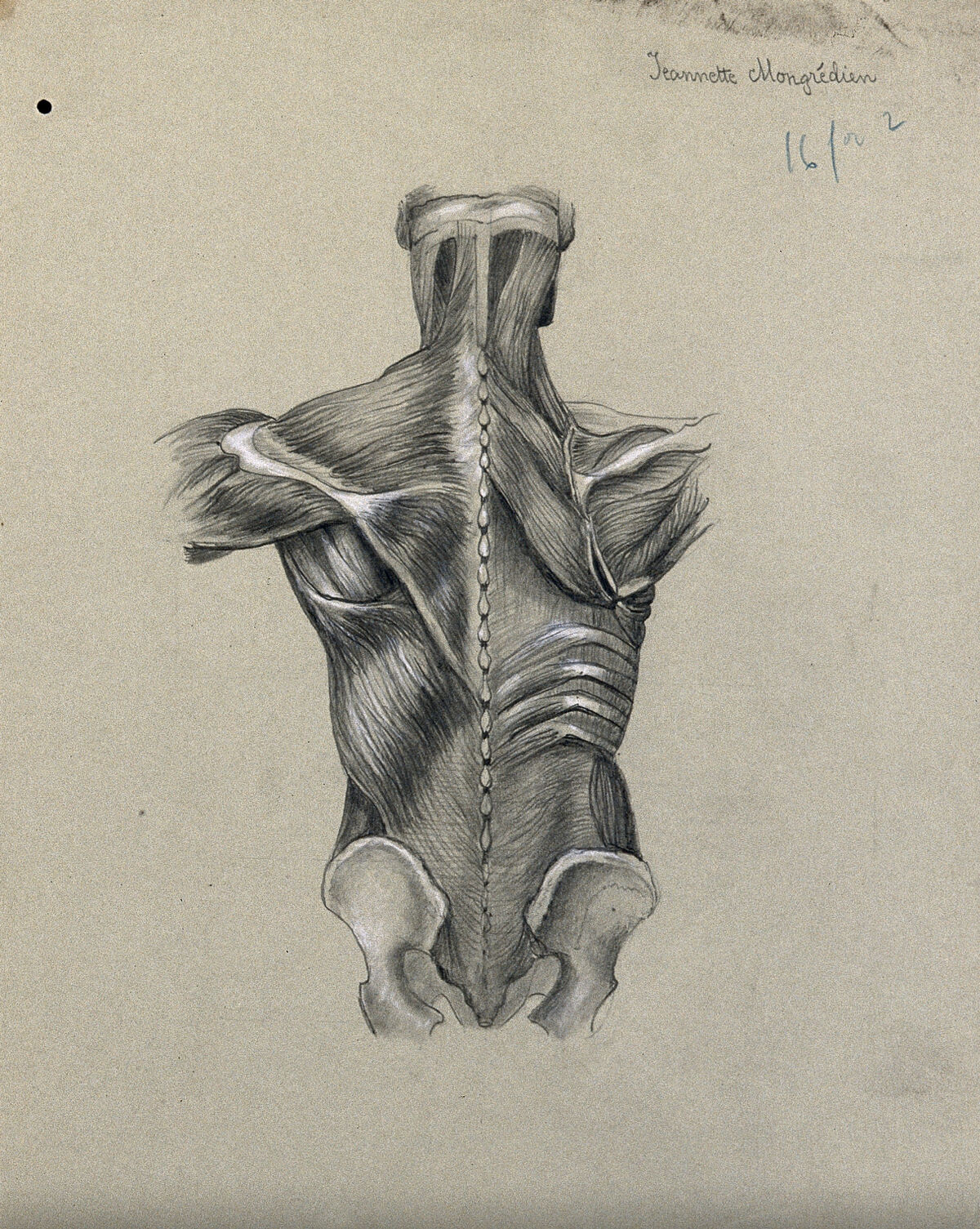 Muscles of the trunk: side view. Pencil and chalk drawing by J. Mongrédien, ca. 1880. — Mongrédien, Jeannette
