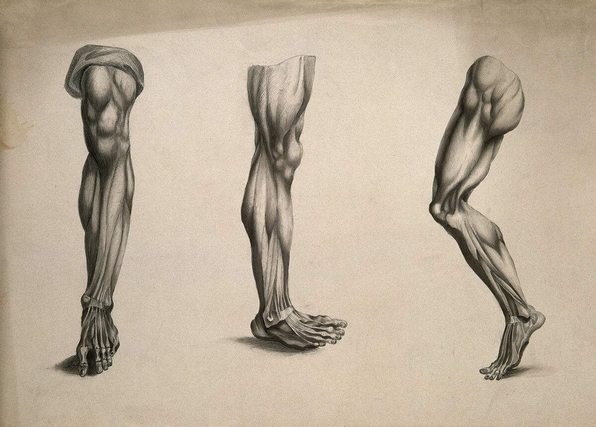 Écorché legs: three figures. Pencil and ink wash drawing, after an unidentified work on anatomy, ca. 1830(?). — Artiste inconnu