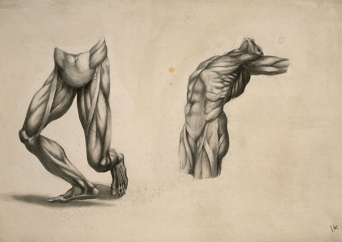 Muscles of the lower limbs and the trunk: two écorché figures. Pencil and ink wash drawing, after an unidentified work on anatomy, ca. 1830(?). — Artiste inconnu