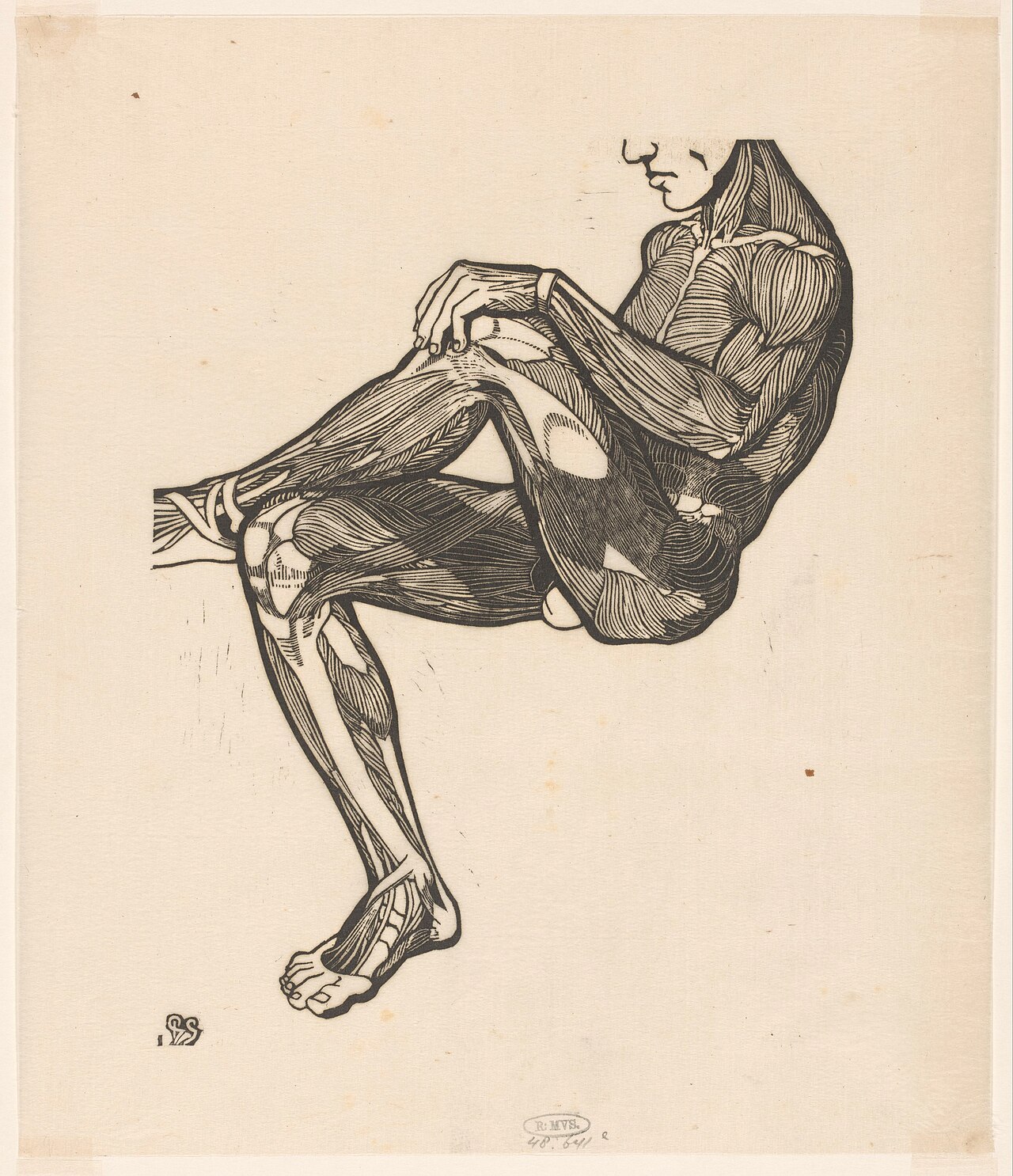 Anatomische studie van de been- en armspieren van een man, RP-P-1948-641E — Artista ignoto